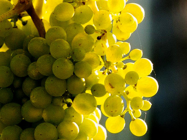 Vinhos da Casta Arinto, Alenquer, Região de Lisboa &copy;  / Internet, ilustração