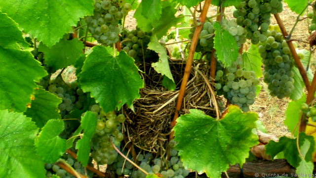 Guia dos Vinhedos de Portugal