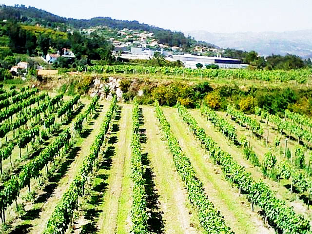 Vinhas da Quinta do Formigueiro Arcos de Valdevez, distrito de Viana do Castelo, Alto Minho &copy; / Quinta do Formigueiro, ilustração