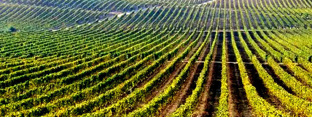 Guia dos Vinhedos de Portugal