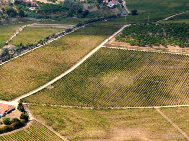 Guia Vinhos de Portugal