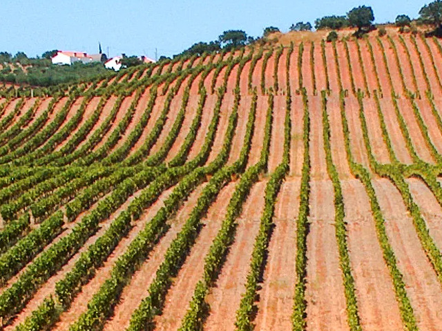 Guia Vinhos de Portugal