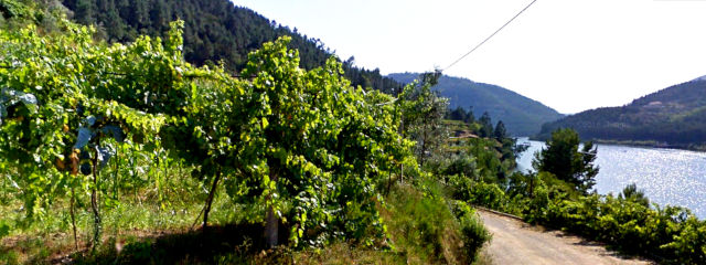 Guia de Castelo de Paiva