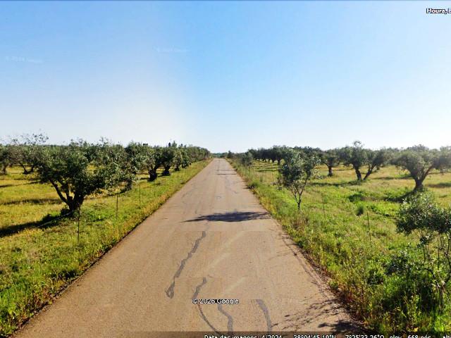 Olival em Moura (Distrito de Beja), no Baixo Alentejo &copy; GEP Ilustração