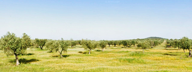 Olival em Moura (Distrito de Beja), no Baixo Alentejo &copy; GEP, Ilustração