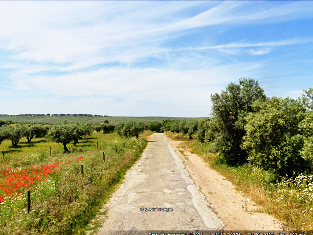 Olival no Vale Formoso em Mourão (Distrito de Évora), no Alentejo Central &copy; GEP, ilustração