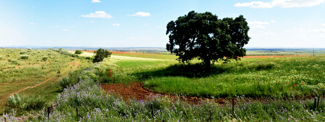 Paisagem de Mourão em São Leonardo na EN256 direção fronteira espanhola (Distrito de Évora), no Alentejo Central &copy; GEP, ilustração