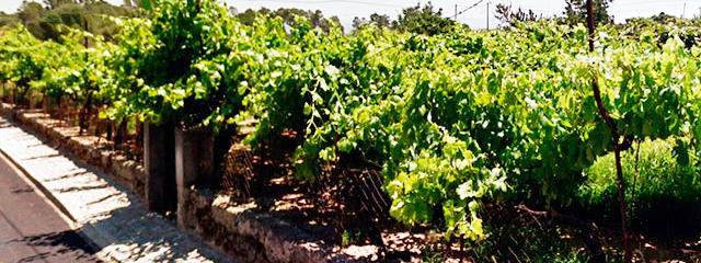 Guia de Trás-os-Montes