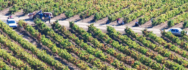 Guia Vinhos de Portugal