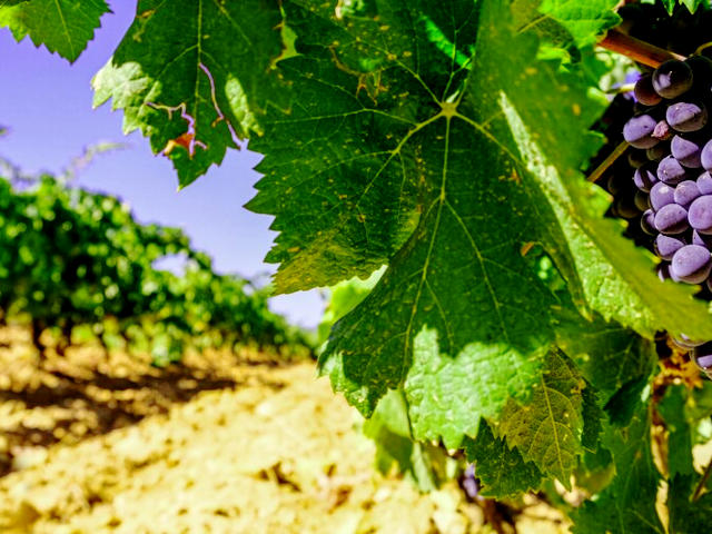 Vinhos de Valpaços (Distrito de Vila Real), em Alto Douro Trás-os-Montes &copy; CM de Valpaços, ilustração
