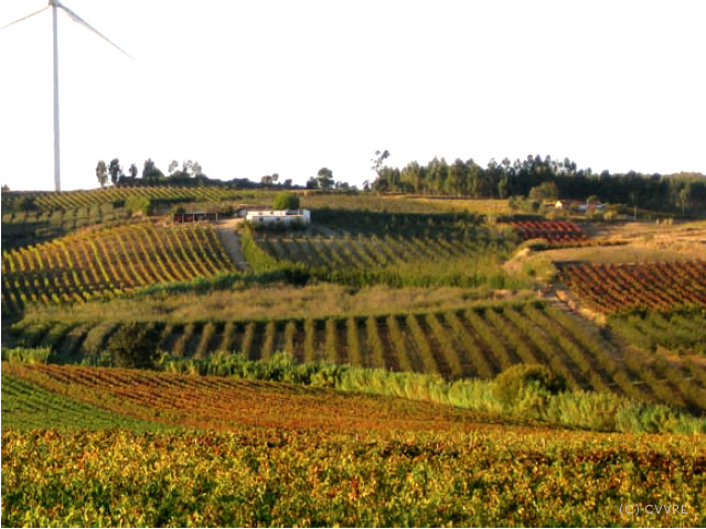 Guide Wines of Portugal